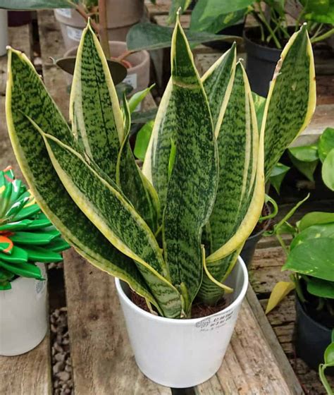 moisture meter snake plant|watering snake plants in summer.